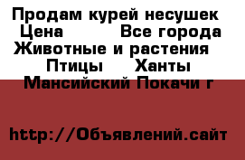 Продам курей несушек › Цена ­ 350 - Все города Животные и растения » Птицы   . Ханты-Мансийский,Покачи г.